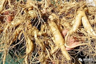 西洋參 長期食用的益處與潛在風(fēng)險(xiǎn)