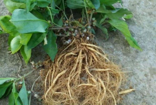 四葉參 市場價值高昂，農民種植意愿為何低迷？